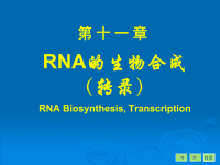 (农学)生物化学课件 转录