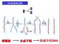 (生物学)基因是用