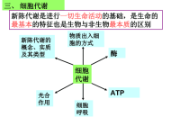 生物学案1细胞代