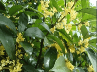 毫洲小学桂花雨课件