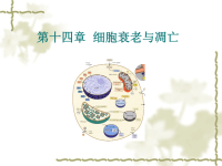 细胞生物学17