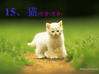 小学语文《猫》ppt课件