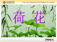 苏教版小学三下《荷花》课件