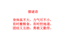 小学科学《蚂蚁》课件