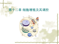 细胞生物学14