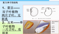 初中课件--321种子的萌发精品课件