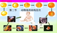 初中课件--动物体的结构层次1精品课件