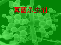 (农学)生物农药 4虫生真菌