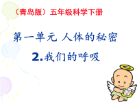 小学科学课件《我们的呼吸