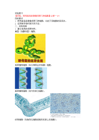 高考实验复习