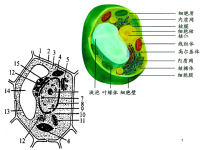 高中生物重要的图解自整理_课件