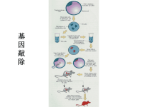 细胞生物学-3细胞生物学研究方法