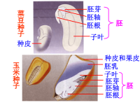 《种子萌发初中生物》PPT课件