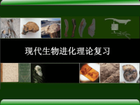 高中生物生物进化ppt课件