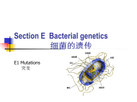 水处理微生物学(双语)第五章1～6节ppt课件