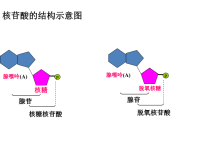 高中生物学业水平测试复习资料演示教学