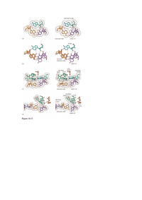 分子生物学图片19