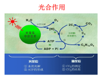 高中生物《光合作用》课件