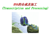 (生物学)基因转录