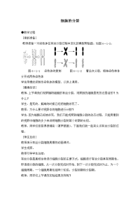 人教版教学教案高中生物人教版必修一 细胞的增殖(教案)