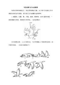 鸟类动物飞行运动规律