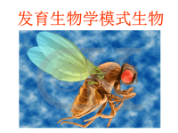 发育生物学——发育生物学模式生物