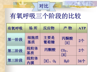 高中生物课件