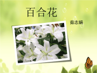 课件-高中语文-百合花