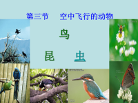 空中飞行的动物 [初中生物 教学课件 PPT课件]