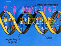 初中基因控制生物的性状ppt课件