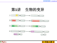 高中生物必修二一轮复习课件