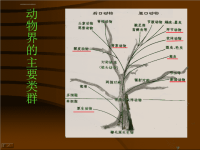 动物生物学课件