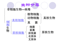 《高中生物》PPT课件