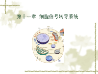 细胞生物学13